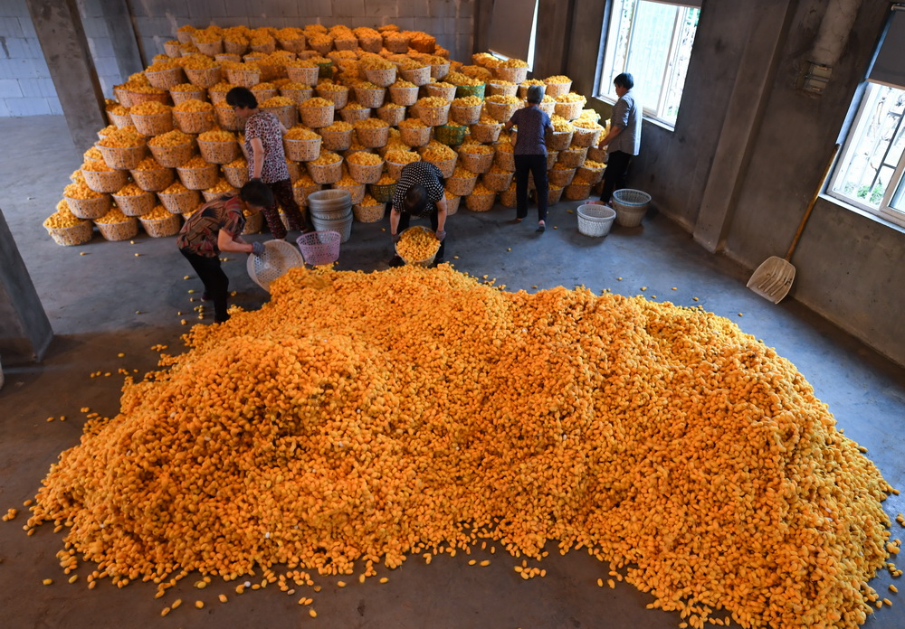 526㽭ʡͩlPQֵٴdQIIˆTaُġSOAӛ  z