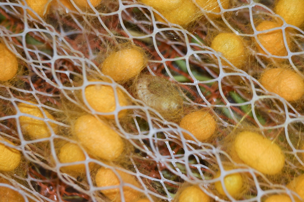 525㽭ʡͩlPQֵٴ혼BQ½zYOAӛ h z