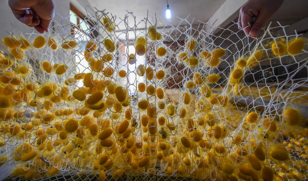 5月25日，浙江省桐鄉市鳳鳴街道建勝村村民徐永順在收獲“黃金繭”。新華社記者 徐昱 攝