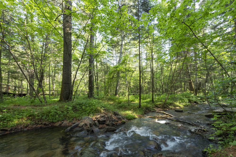 62ĔzϸʎXϪˮɭֹ@ɫ