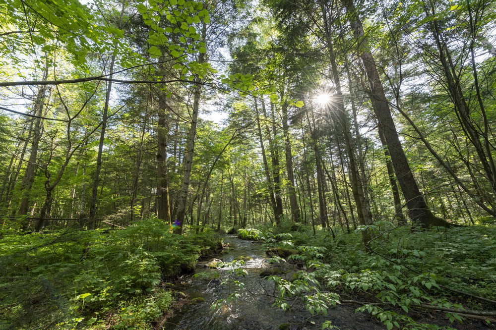 62ĔzϸʎXϪˮɭֹ@ɫ