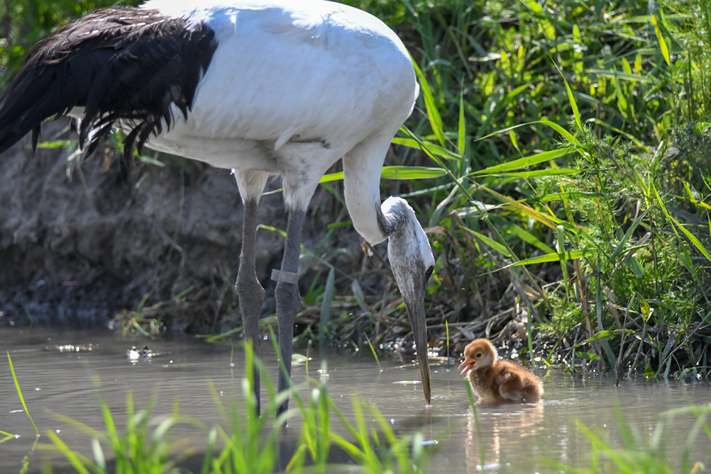 6月21日，成年丹頂鶴帶領雛鶴在水中覓食。
