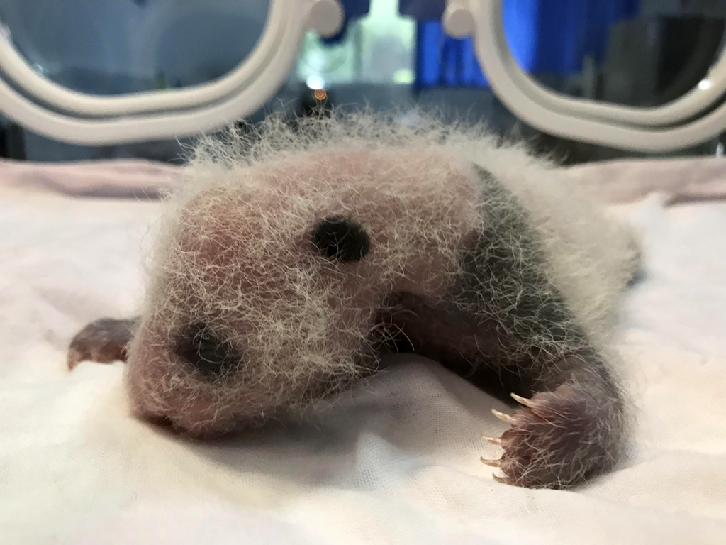 6月24日拍攝的在育幼箱中的大熊貓幼仔。