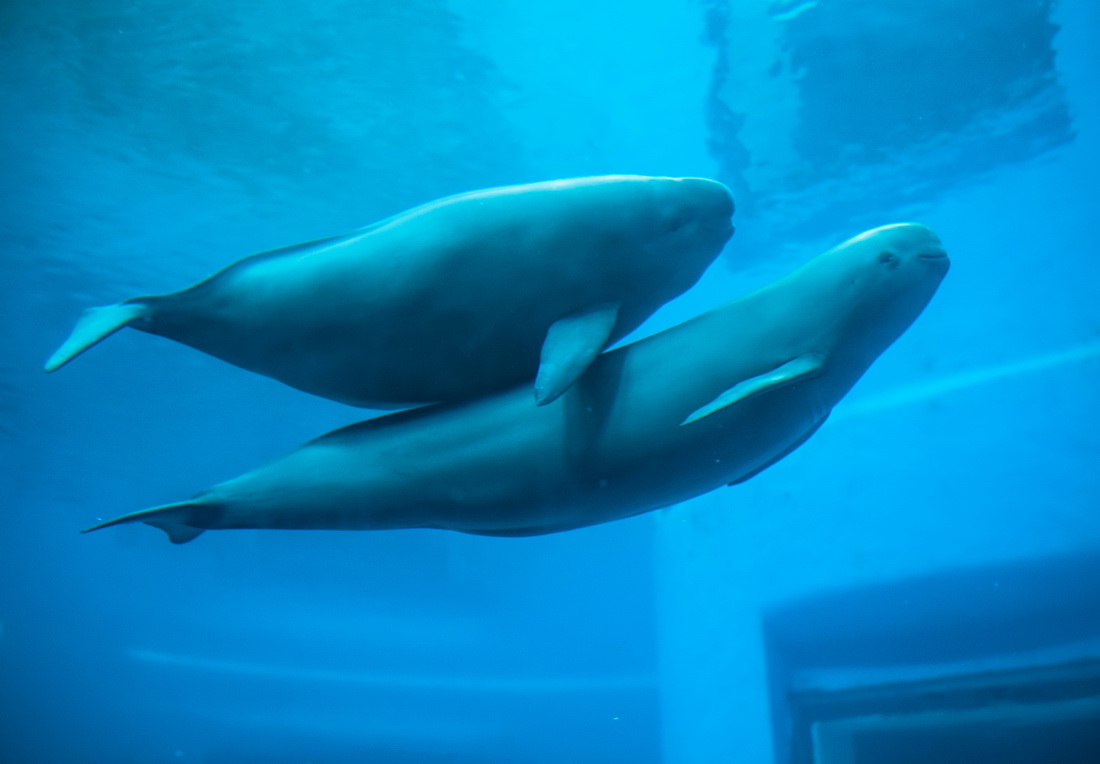 7月5日，江豚媽媽洋洋和小江豚YYC在水中游動。