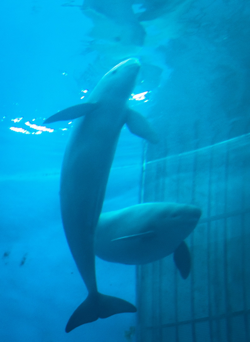 75СYYCˮ΄