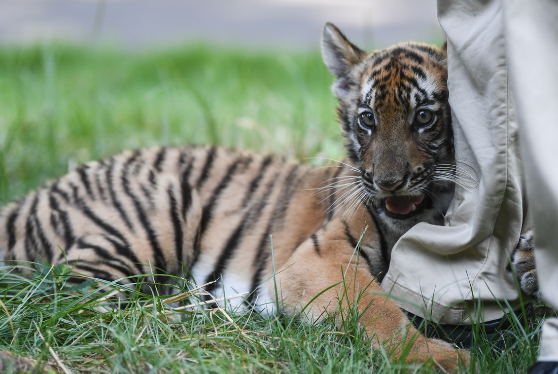 在廣東韶關華南虎繁育研究基地，華南虎寶寶在工作人員身邊嬉戲玩耍（7月6日攝）。