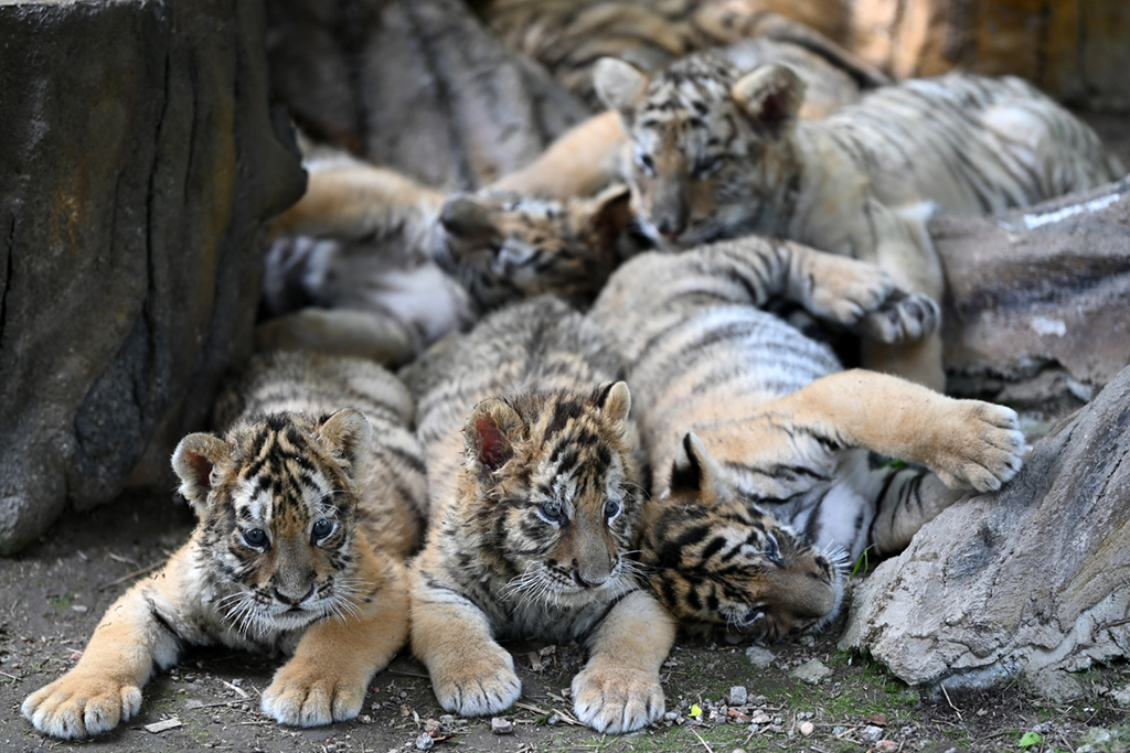 ڙMӖ|ֈ@Ė|׃@һȺϢ726ՔzĿǰ2021껢ֈ@30ֻڳĸȱޱ롰׃@ɱT