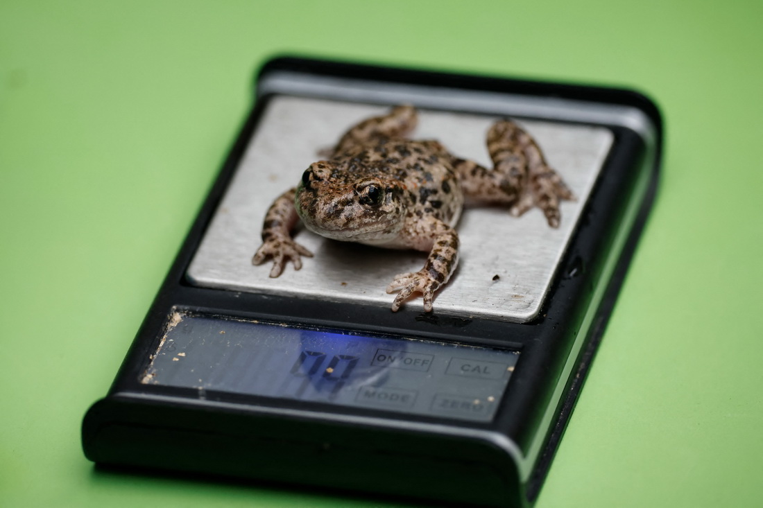 826һֻaӢ؄@ܷQ