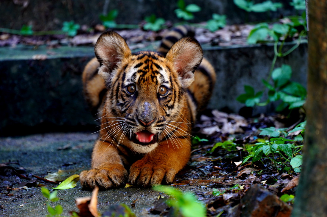 831Ϻ@СAϻژa¡{