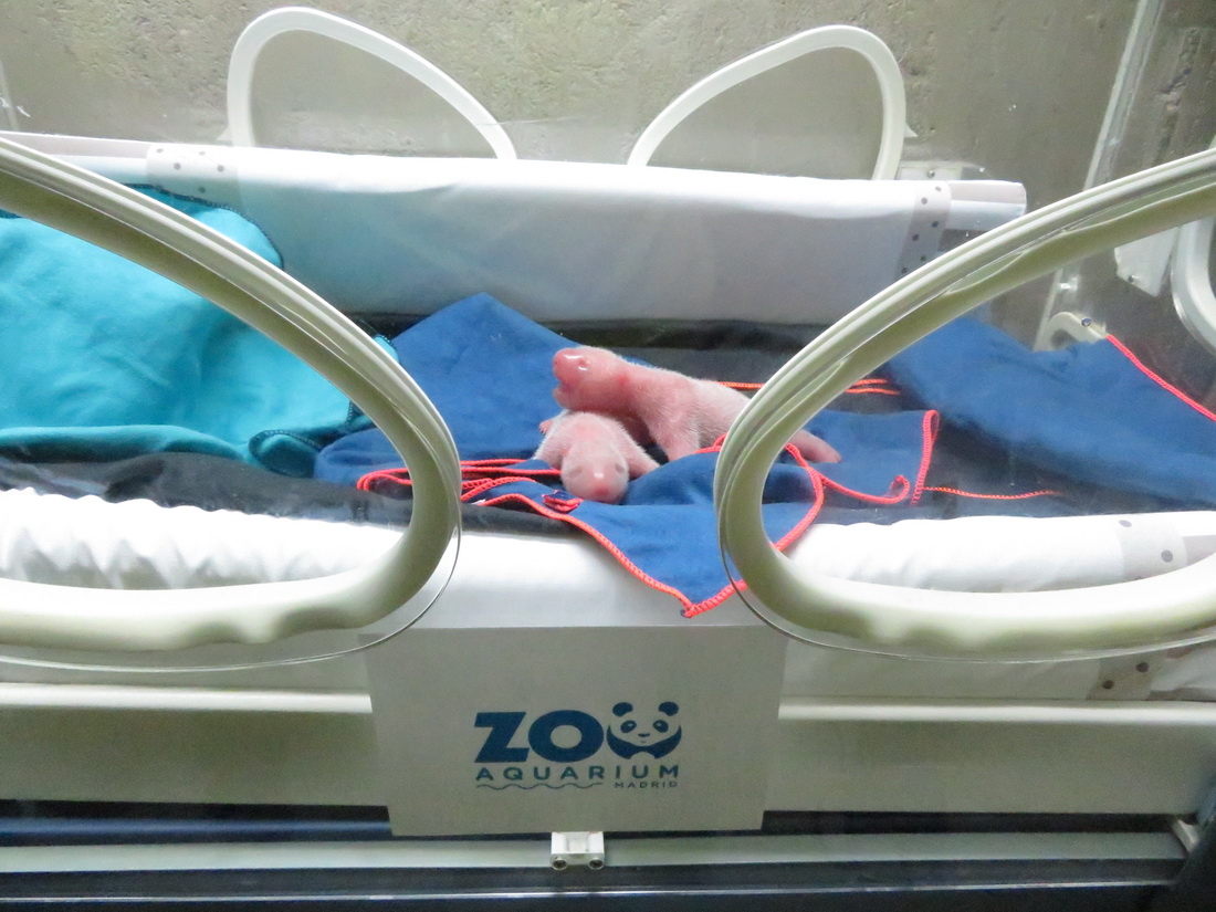 這是9月6日在西班牙馬德里拍攝的剛剛出生的兩只大熊貓幼崽。新華社發（馬德里動物園水族館供圖）