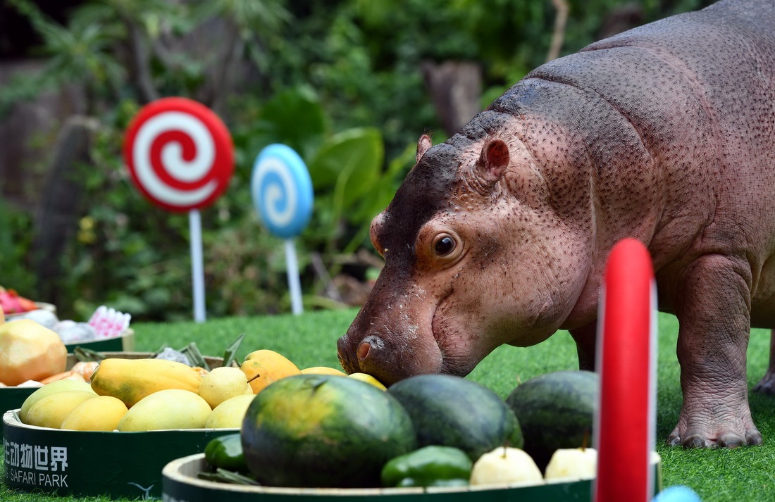 9月9日，廣州長隆野生動物世界的河馬菲菲在自己的兩歲生日會上享受美食。