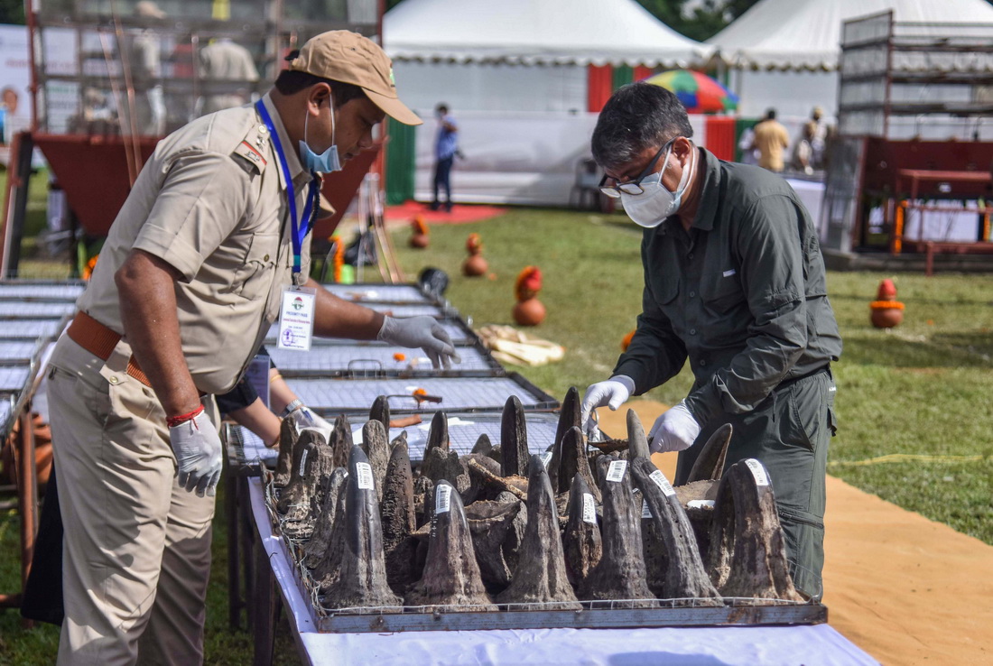 9月22日，在印度阿薩姆邦戈拉卡德地區，工作人員展示即將被銷毀的犀牛角。