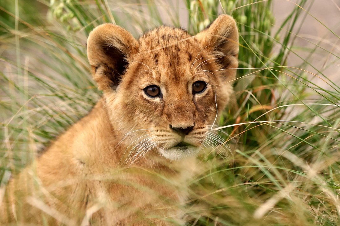 這是11月4日在澳大利亞悉尼塔朗加動物園拍攝的小獅子。