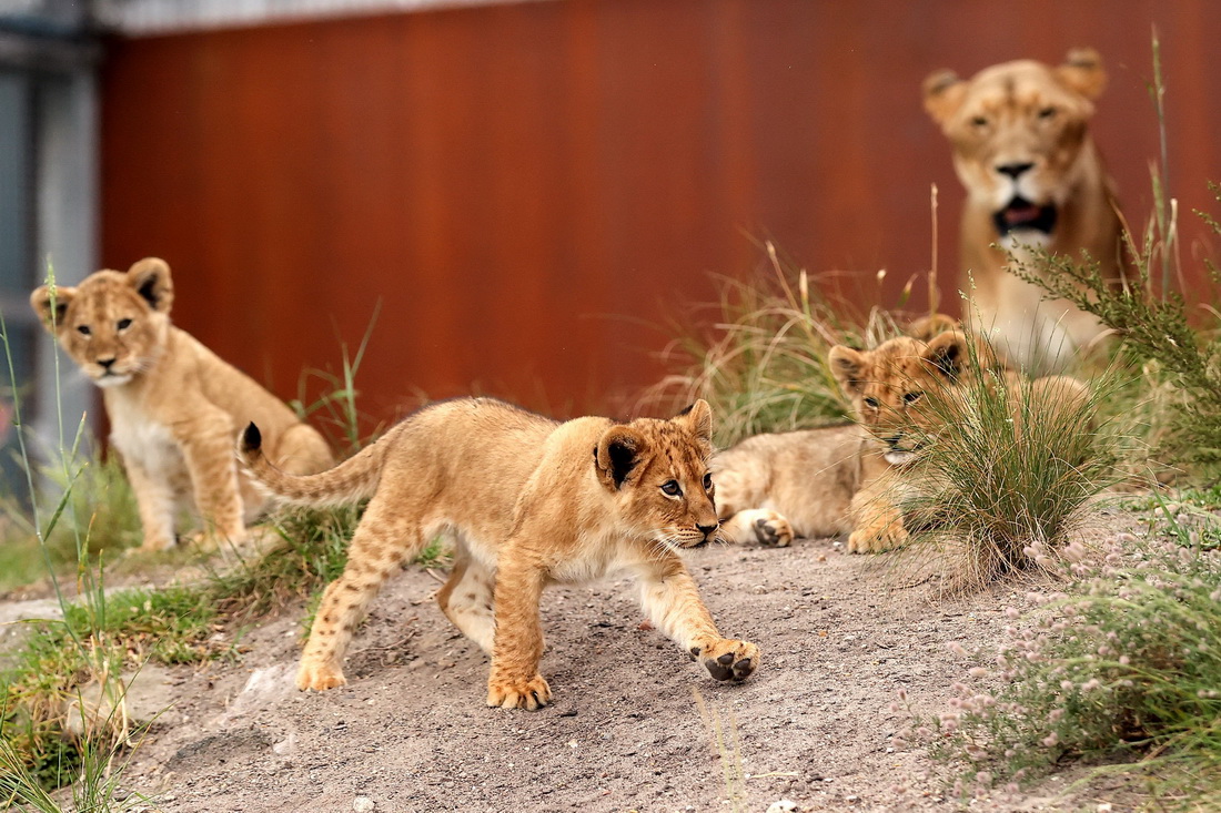 @114ڰĴϤʼӄ@ĔzС{