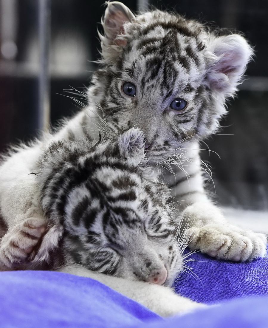 125ĔzďVL¡ҰP̥׻