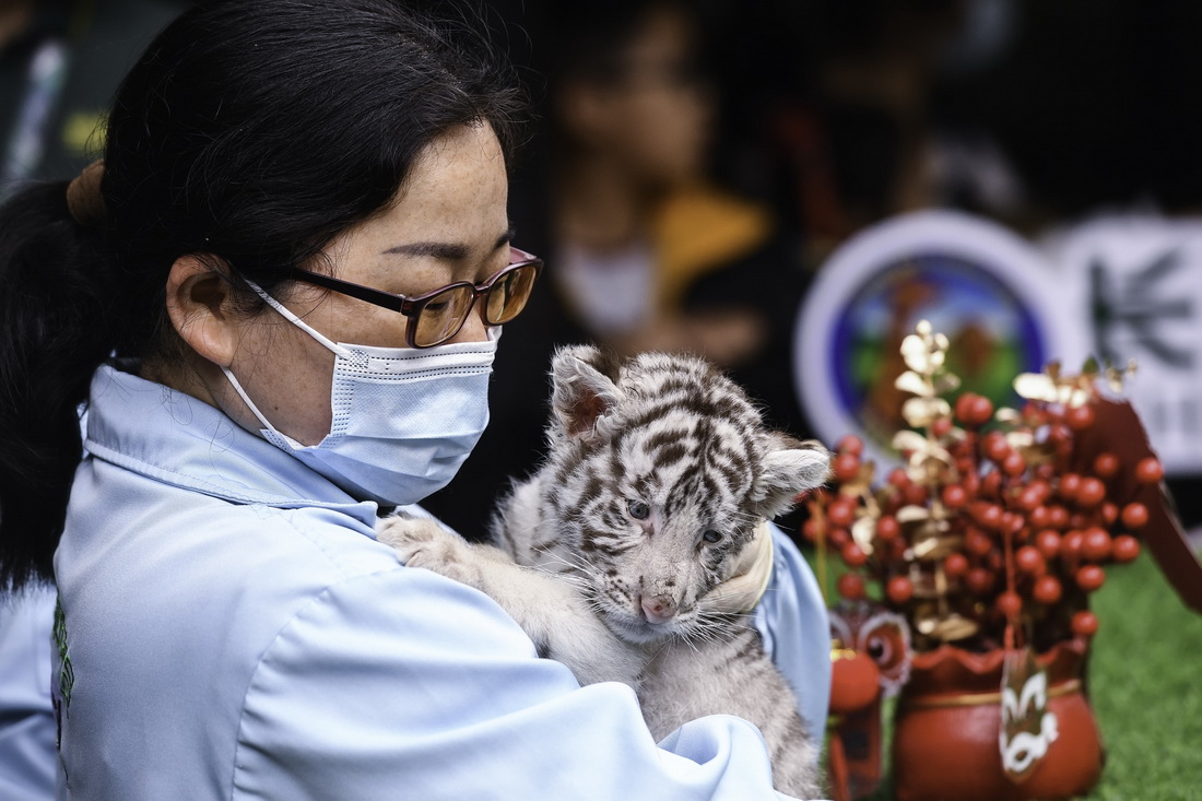 1月25日，廣州長隆野生動物世界保育員抱著白虎龍鳳胎寶寶亮相。