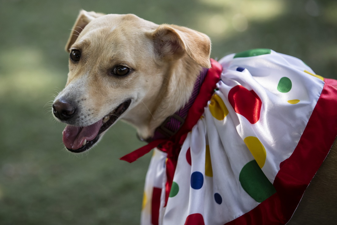 227һֻȮڰsȱRӡg