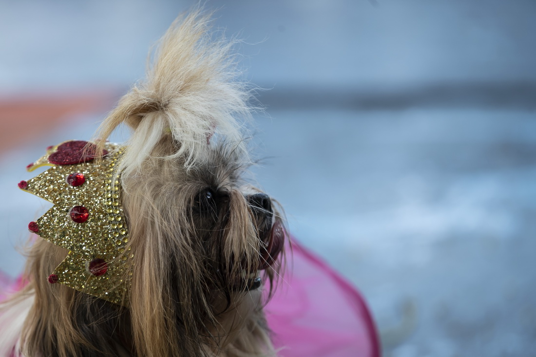 227һֻȮڰsȱRӡg