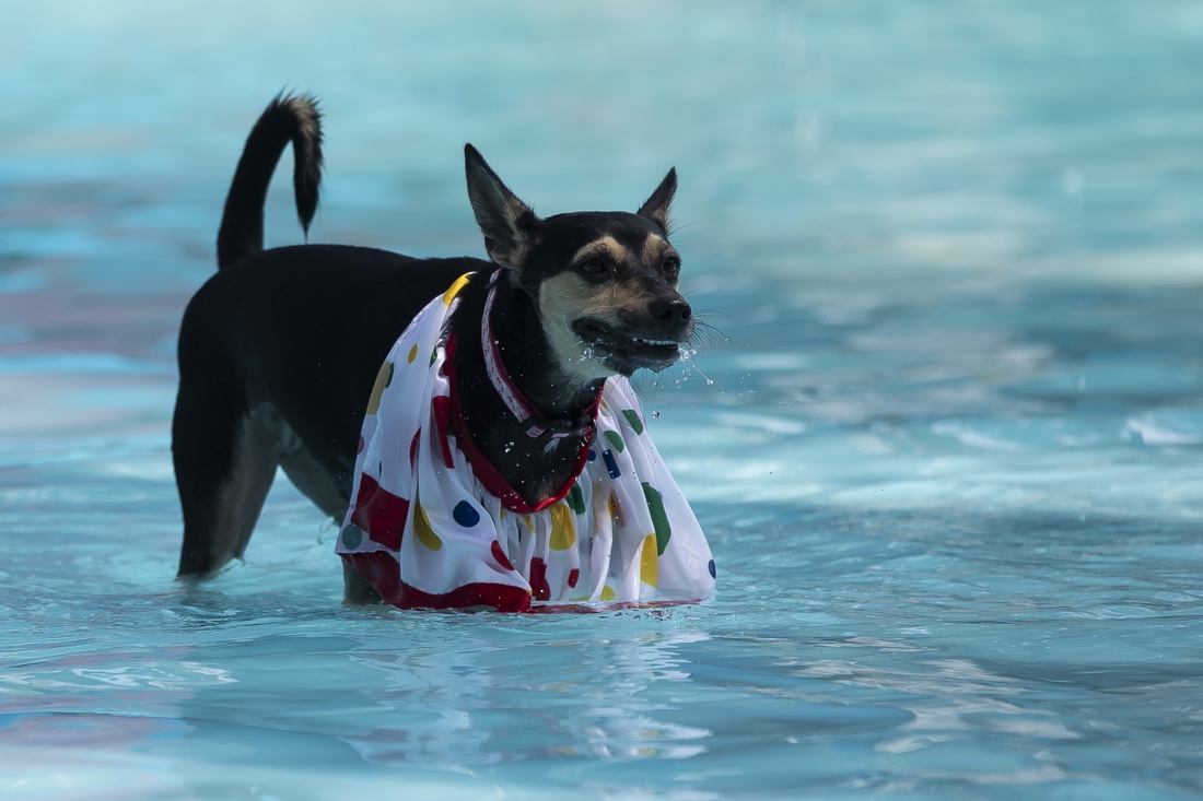 227һֻȮڰsȱRӡg