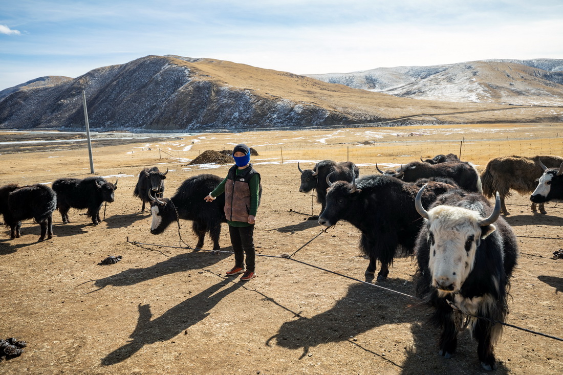 �����xѩɏ��Ů�ӌ��ЈF꠳ɆT��܇�������xʯ���h��70����������l���ʂ�ͨ�^Ѳ�،����_ͥ����һ���x�鰸��������֮һվ����ţȺ�����ȴ��������c��ţ�����������M��ؔ�a�ָ1��10�Քz�������A��ӛ�� ���n �z