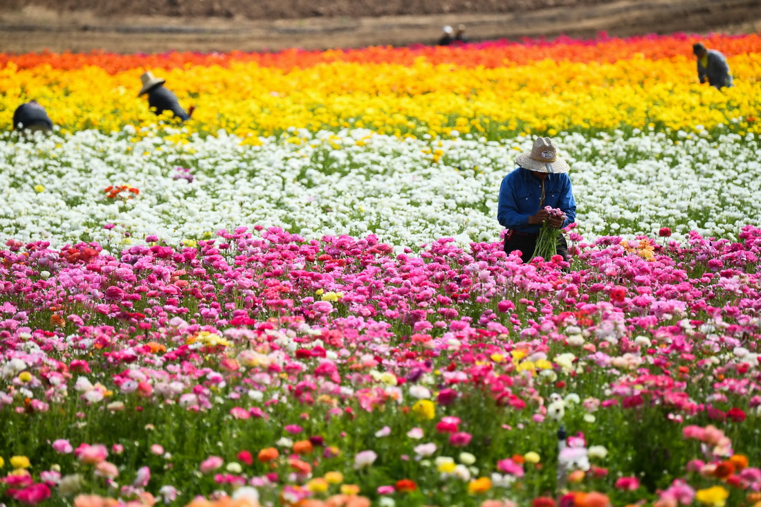 3月16日，工人在美國加利福尼亞州卡爾斯巴德的花毛茛田里工作。