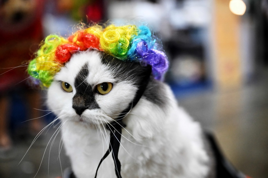 這是3月24日在泰國曼谷國際寵物博覽會上拍攝的寵物貓。新華社/法新