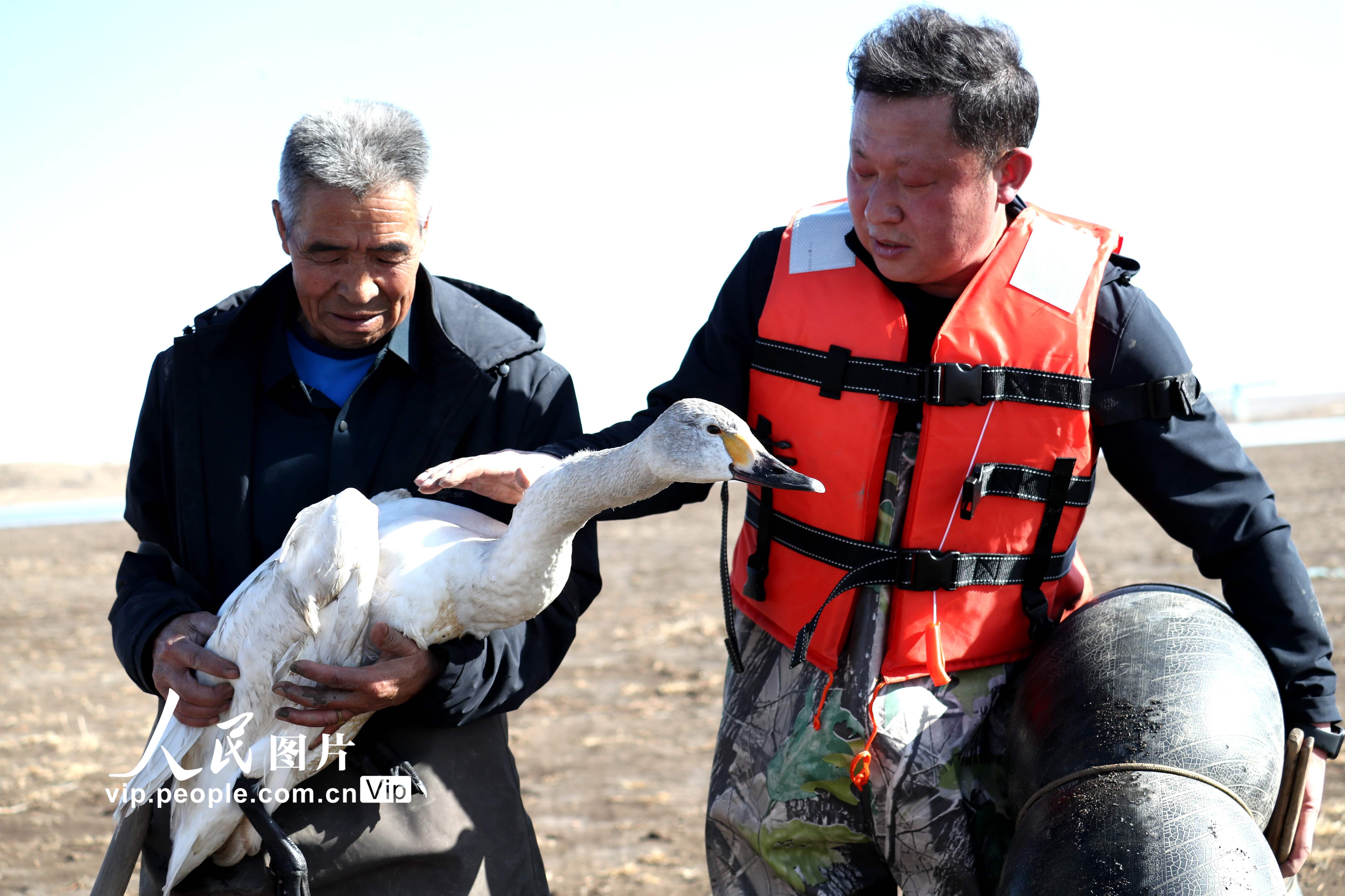 ���ɹŞ��m�첼����һ�������ֻ�����Z��5��