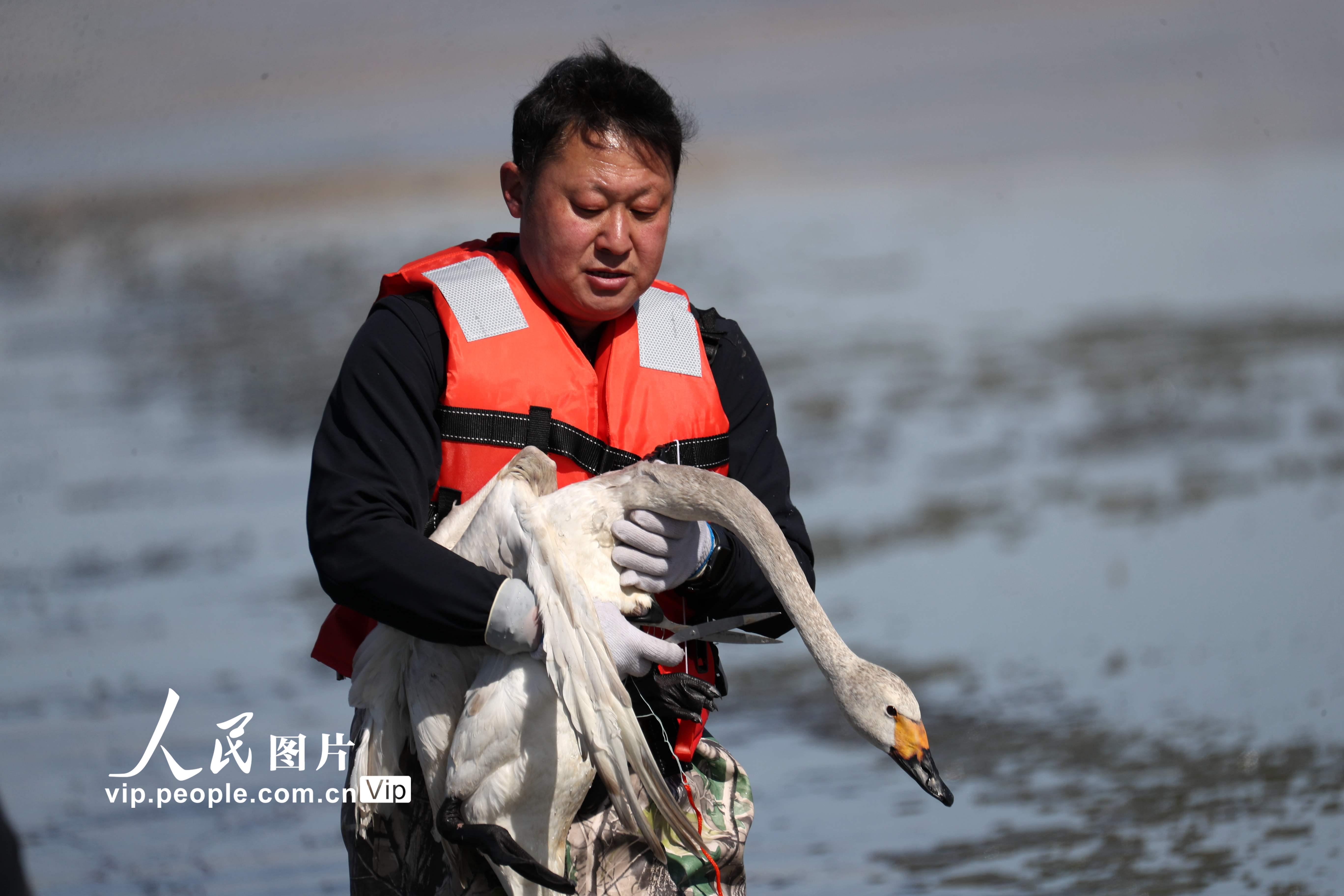 ���ɹŞ��m�첼����һ�������ֻ�����Z��3��