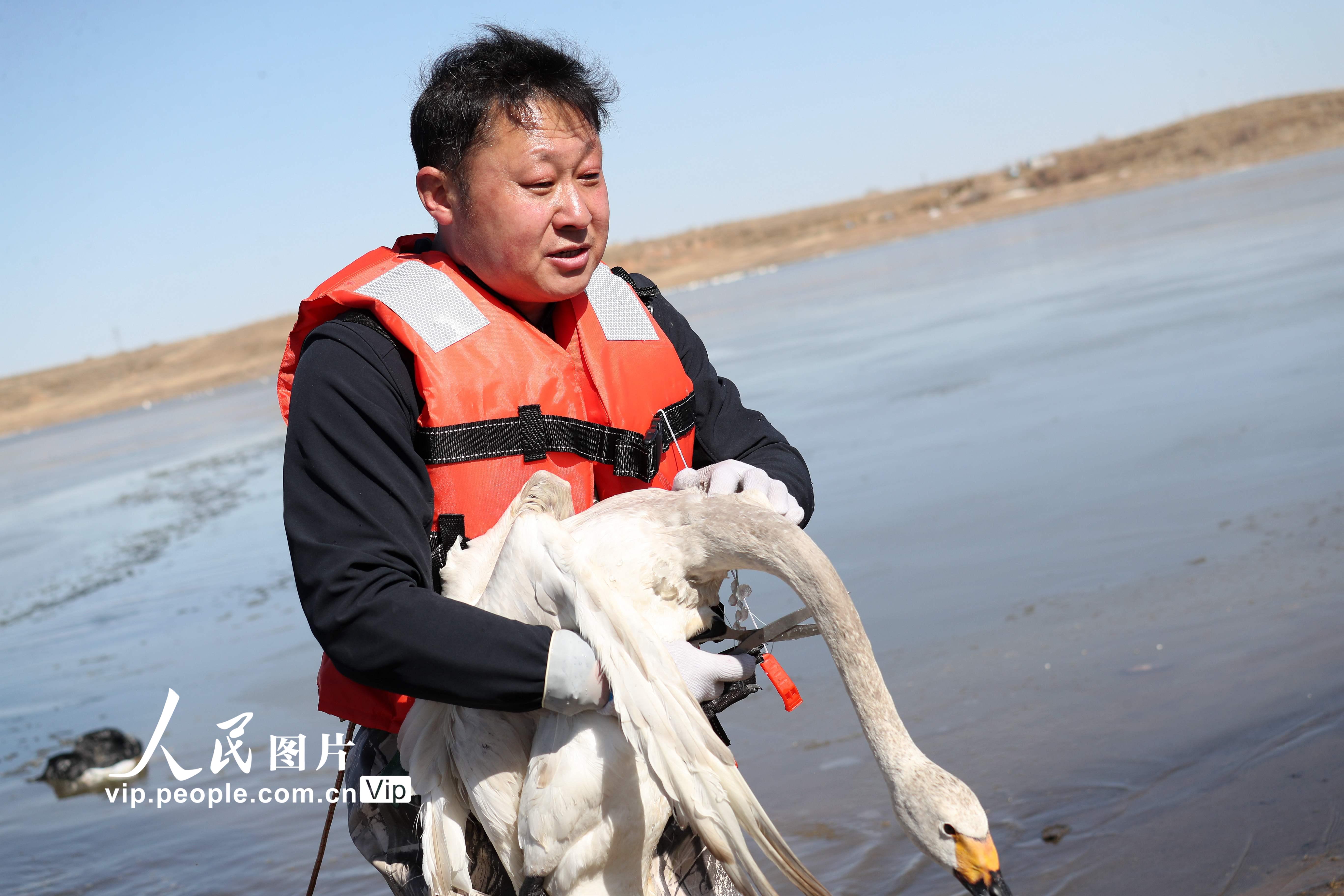 ���ɹŞ��m�첼����һ�������ֻ�����Z��4��