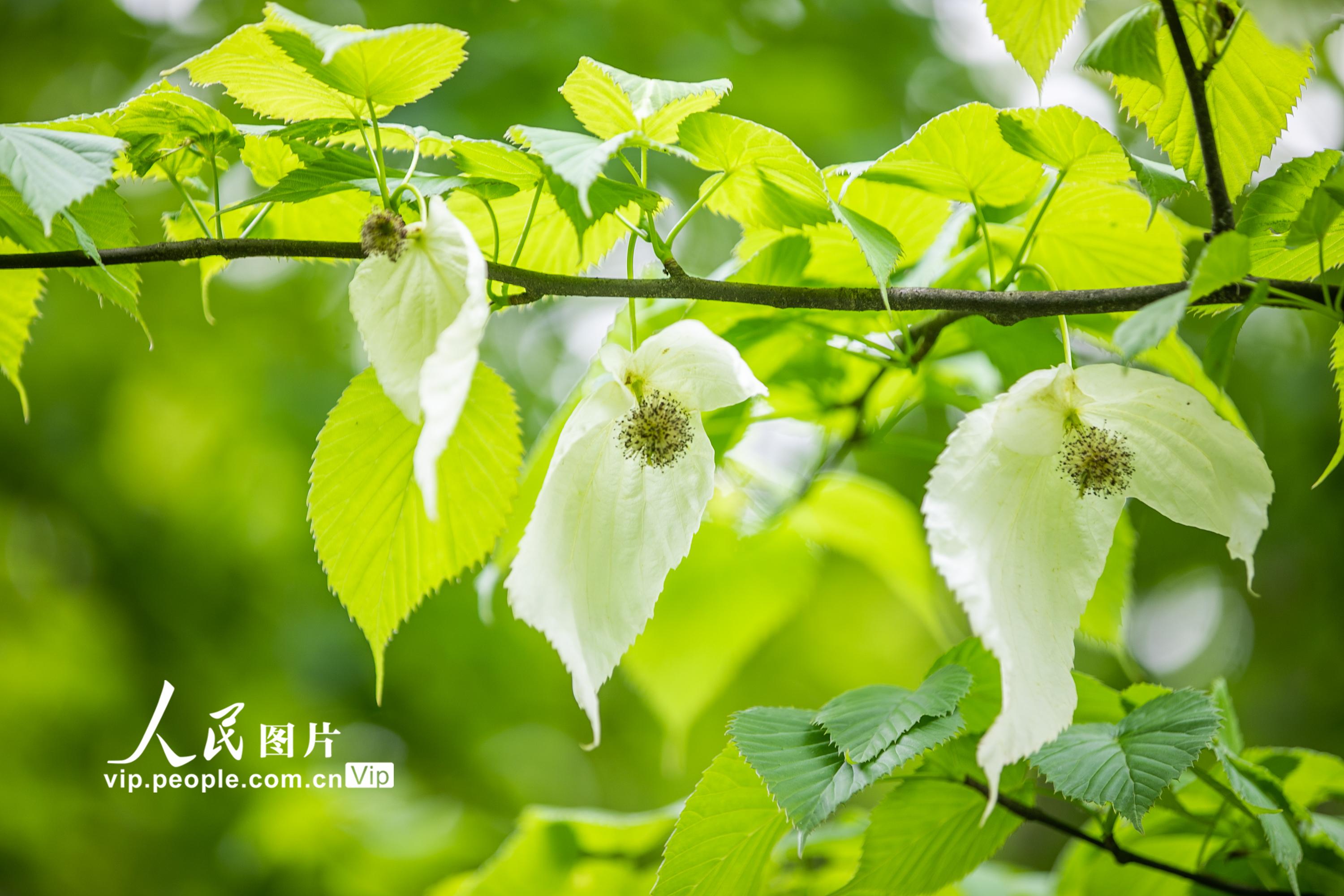 ��ʮ���d������ɽ�ġ��o��ʹ�ߡ���2��