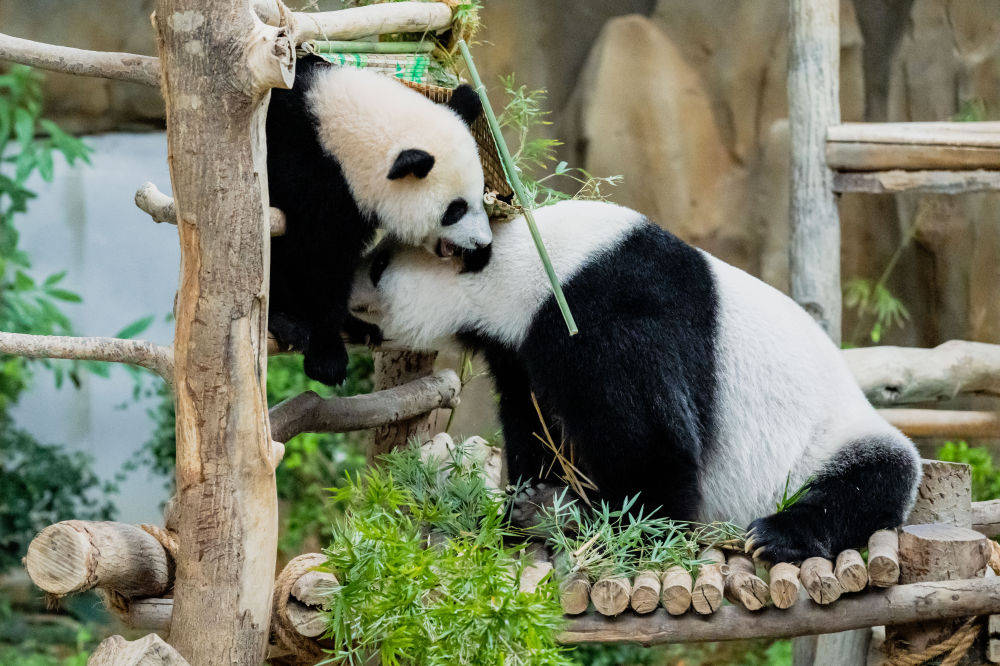 525؈x͋nnR¡¸ć҄@ˣ