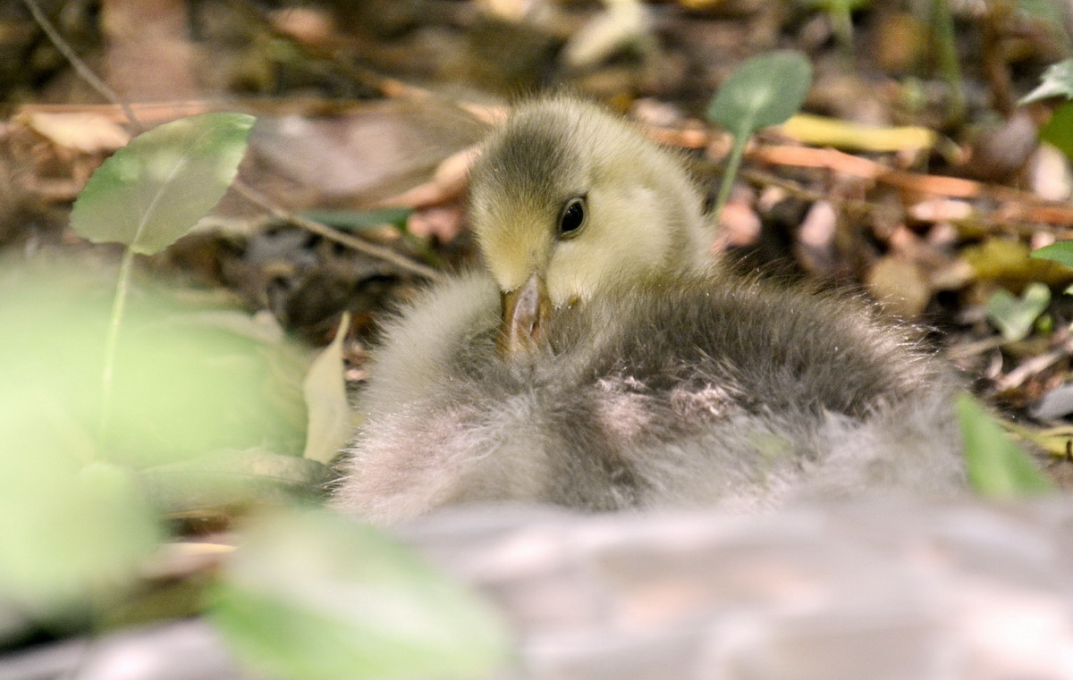 北京動物園的斑頭雁寶寶在樹叢中休息（7月2日攝）。