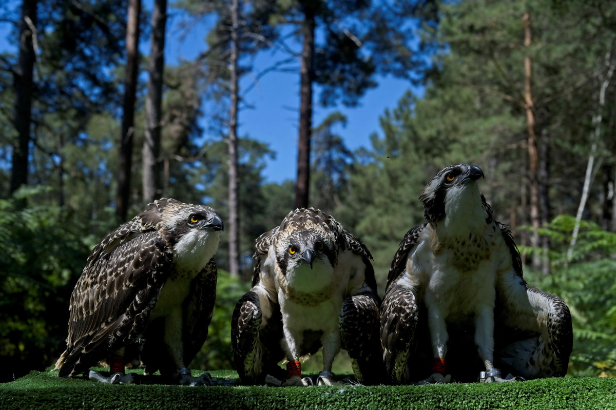 這是7月2日在法國盧瓦爾-謝爾省的尚博爾國家公園拍攝的鶚。
