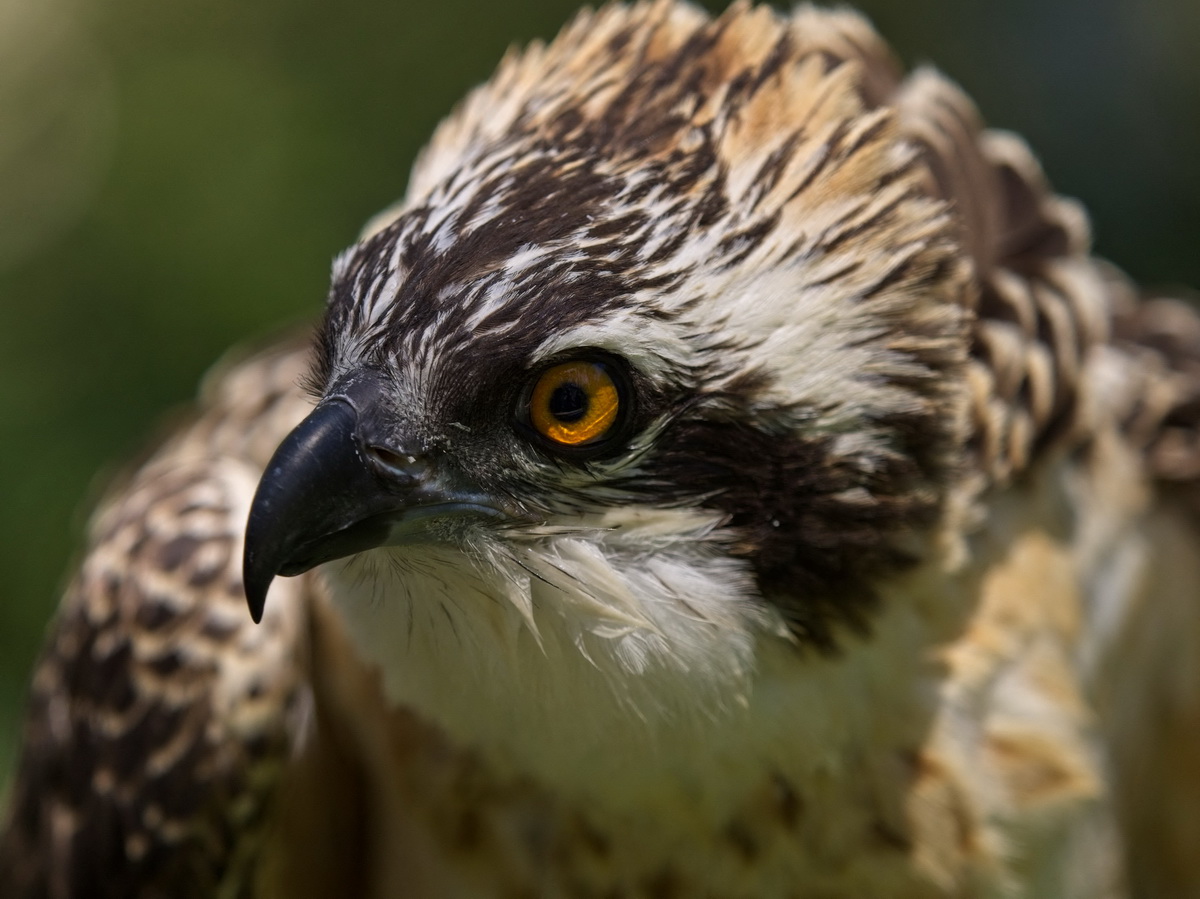 @72ڷRߠ-xʡвҹ@Ĕz