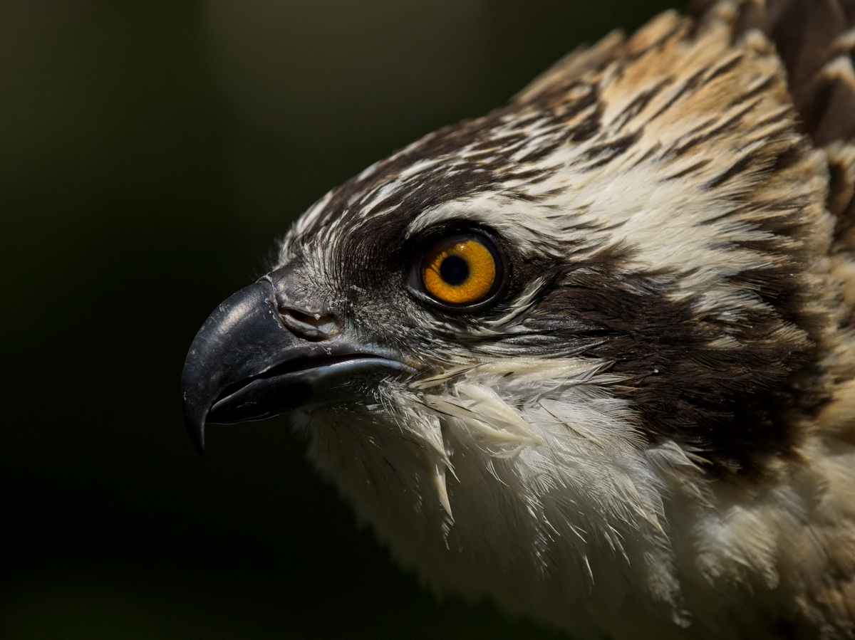 @72ڷRߠ-xʡвҹ@Ĕz