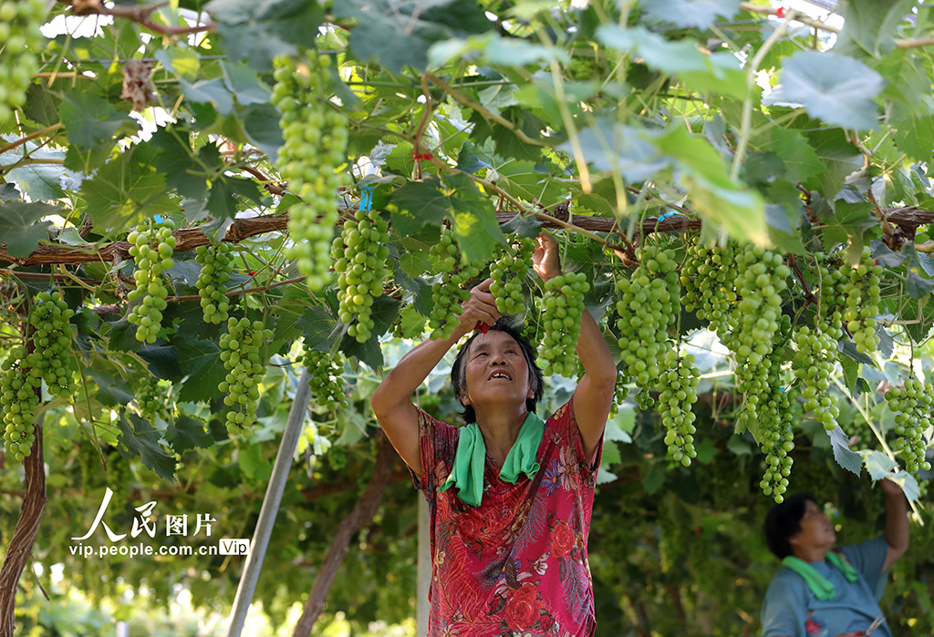 2022年7月6日，河北省邢臺市廣宗縣北塘疃鎮南寺郭村農民在大棚內管理葡萄。王壘/人民圖片