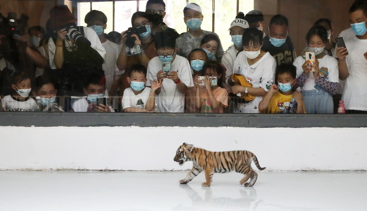 這是7月11日拍攝的小華南虎。
