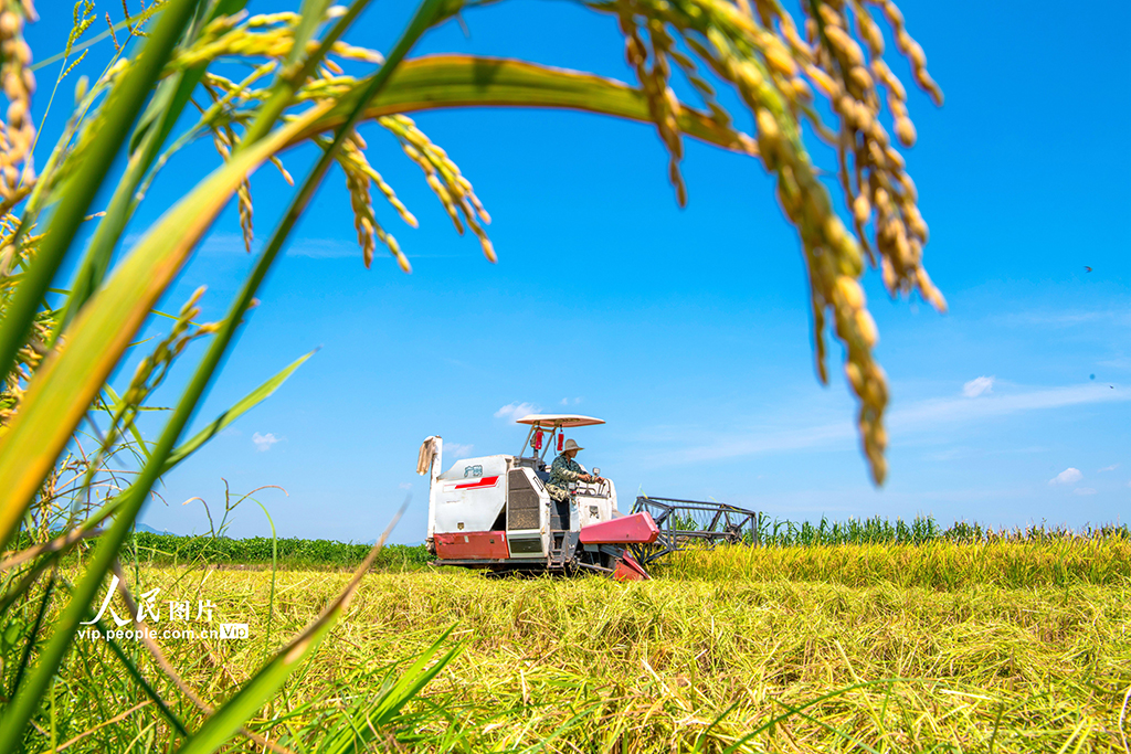 2022年7月13日，江西省贛州市興國縣長岡村塘石村，農民正駕駛大型機械收割早稻，確保稻谷顆粒歸倉，助力糧食豐產豐收。 陳鵬攝（人民圖片網）