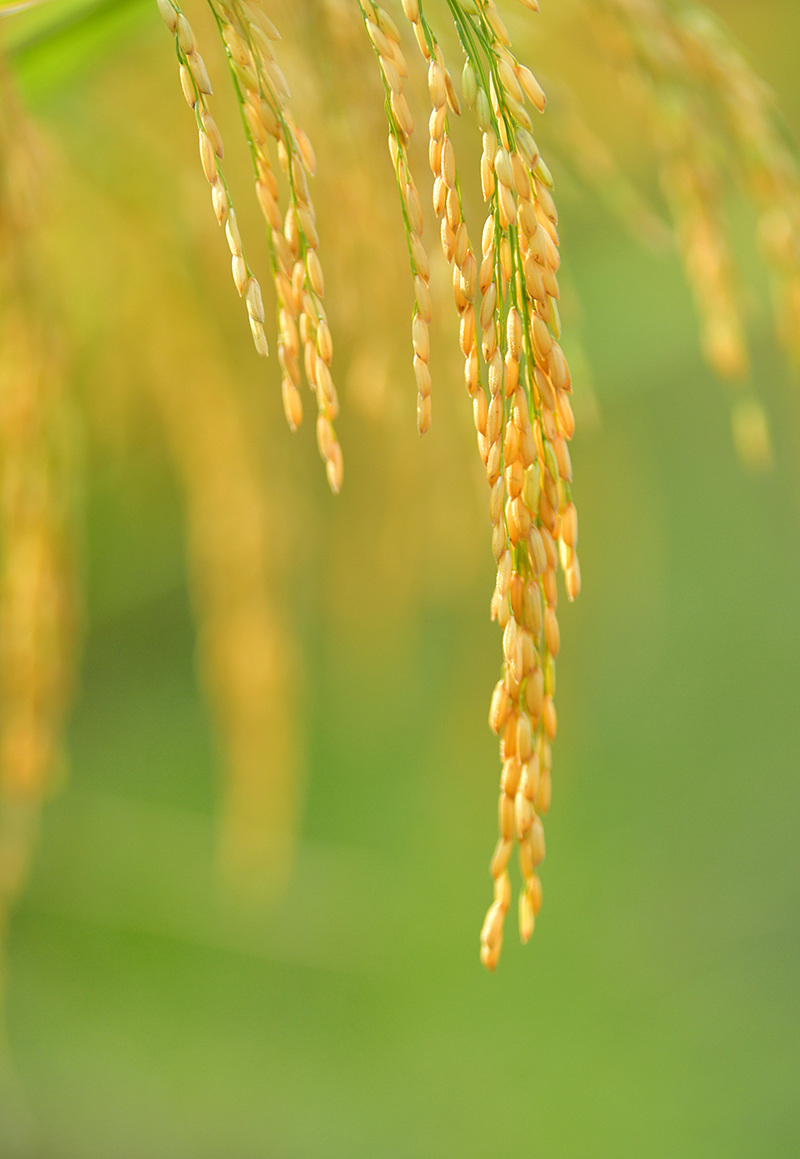 ʡʩhɽի@ˮM918ՔzAl z