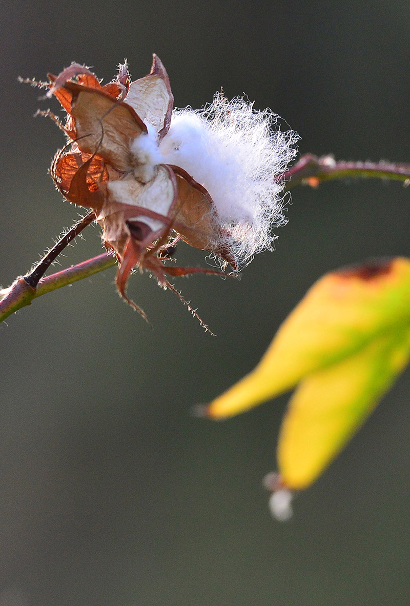 FʡĽh悴ڴ޻917ՔzAlR z