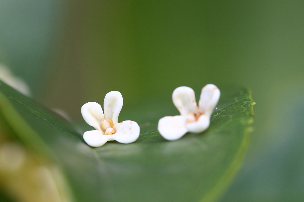 ʡھG~ϣ913ՔzAli z