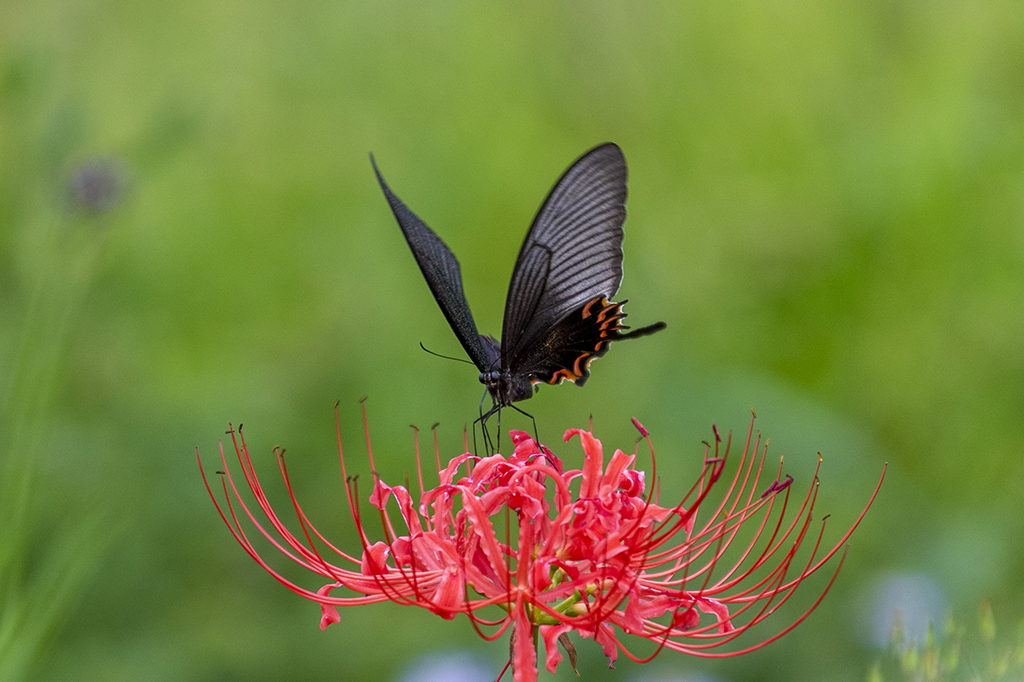 貴州省畢節市，一只蝴蝶停在花間（9月17日攝）。新華社發（李華 攝）