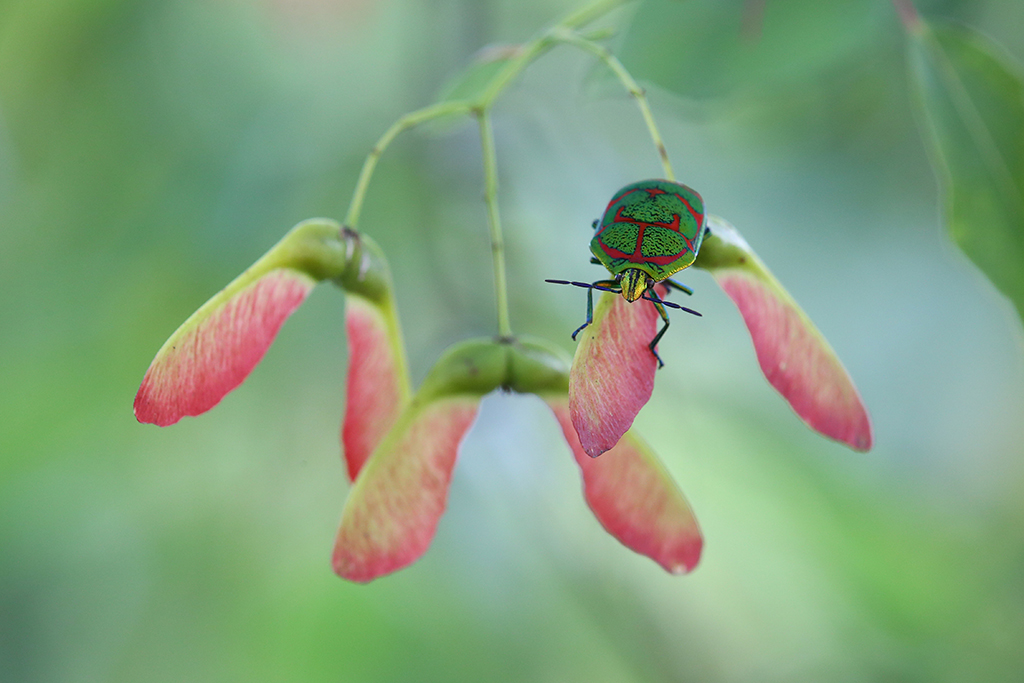 ʡһֲֻͣЪ916ՔzAli z