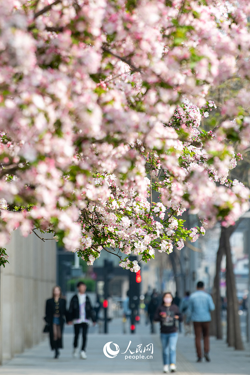 3月30日，北京街頭海棠盛開，春天的腳步越來越近了。人民網記者 翁奇羽攝