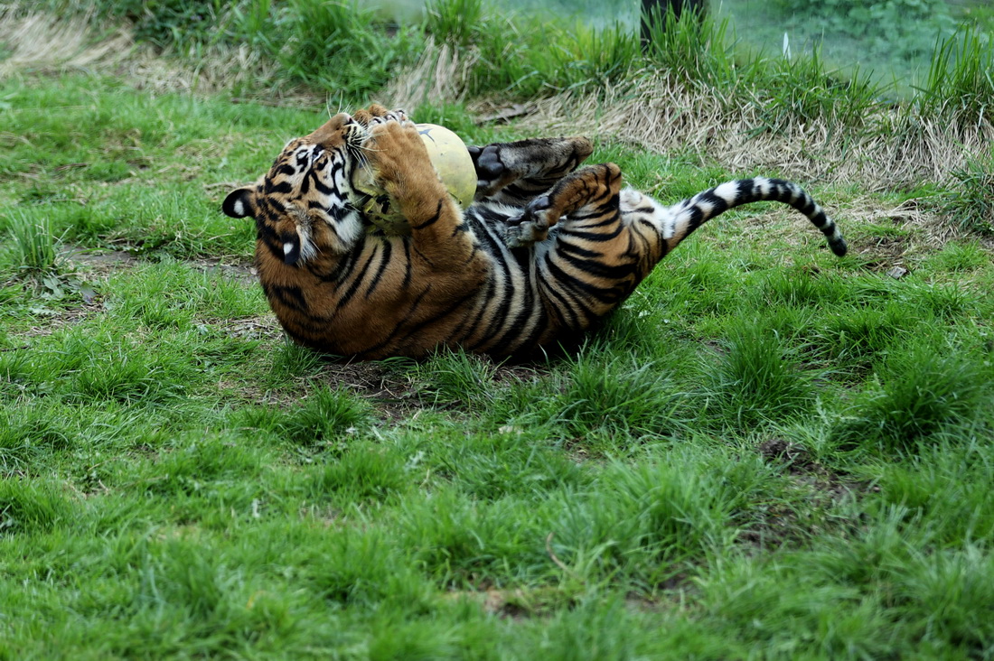 45Ӣ؄@һֻKTDáʵ͡