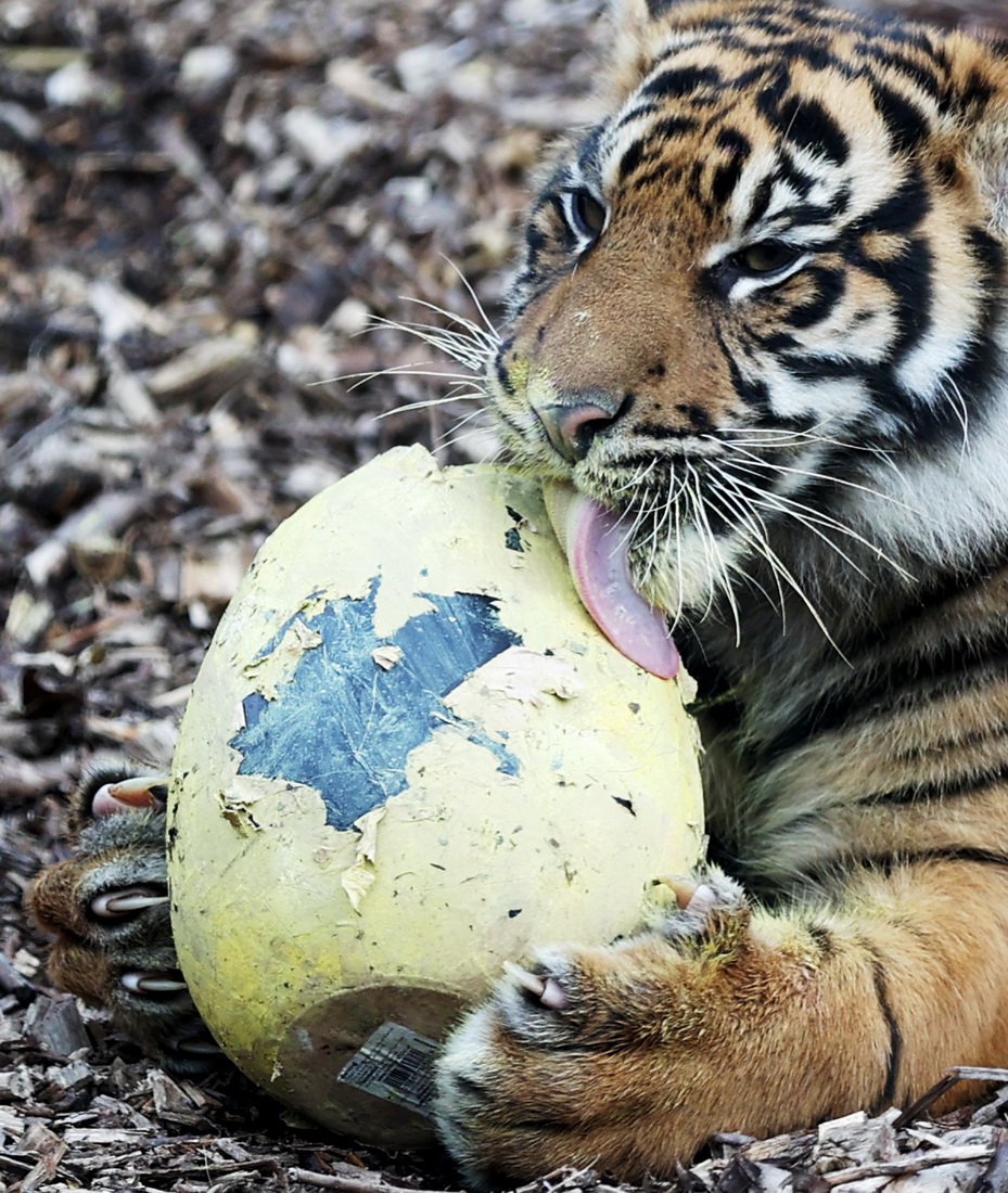 45Ӣ؄@һֻKTDáʵ͡