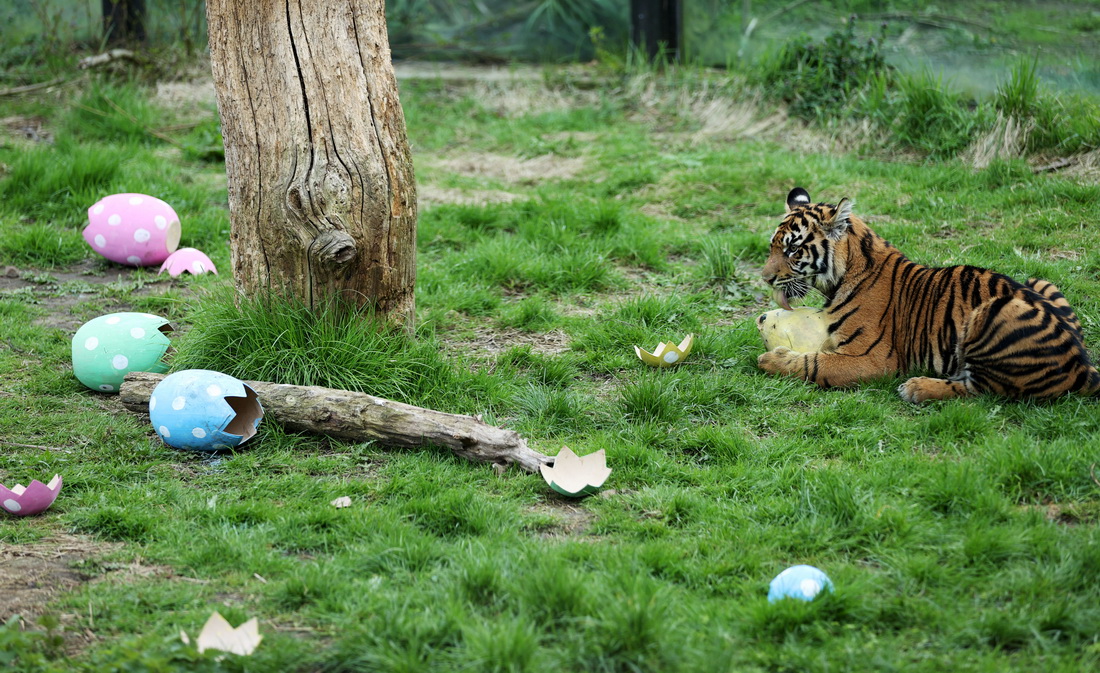 45Ӣ؄@һֻKTDáʵ͡