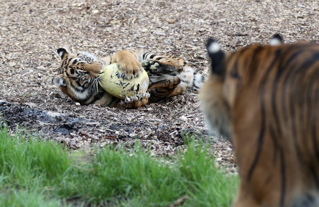 45Ӣ؄@KTDáʵ͡