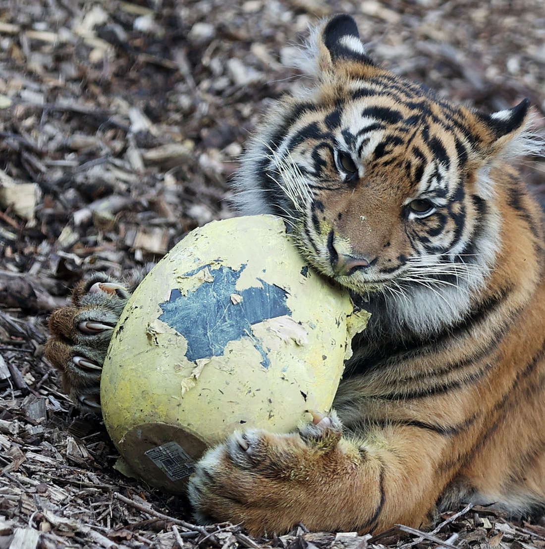 45Ӣ؄@һֻKTDáʵ͡