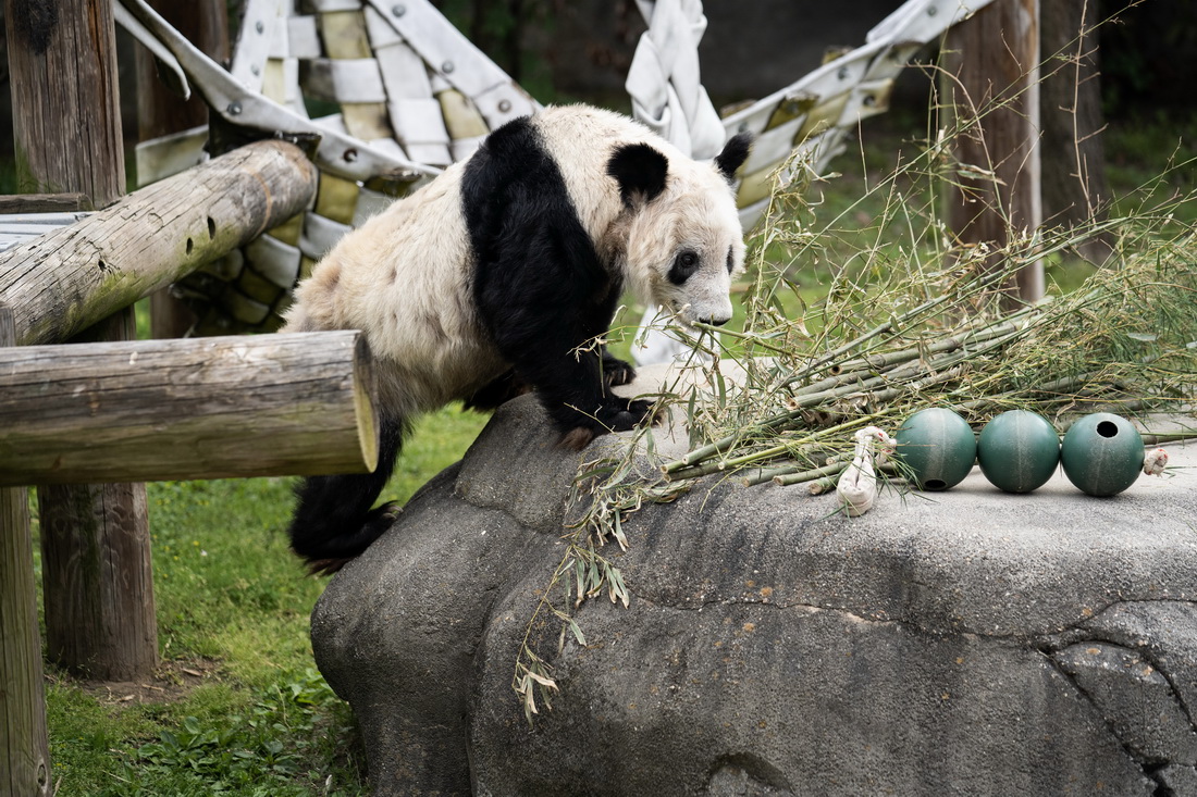 這是4月25日在美國田納西州孟菲斯動物園拍攝的大熊貓“丫丫” 。